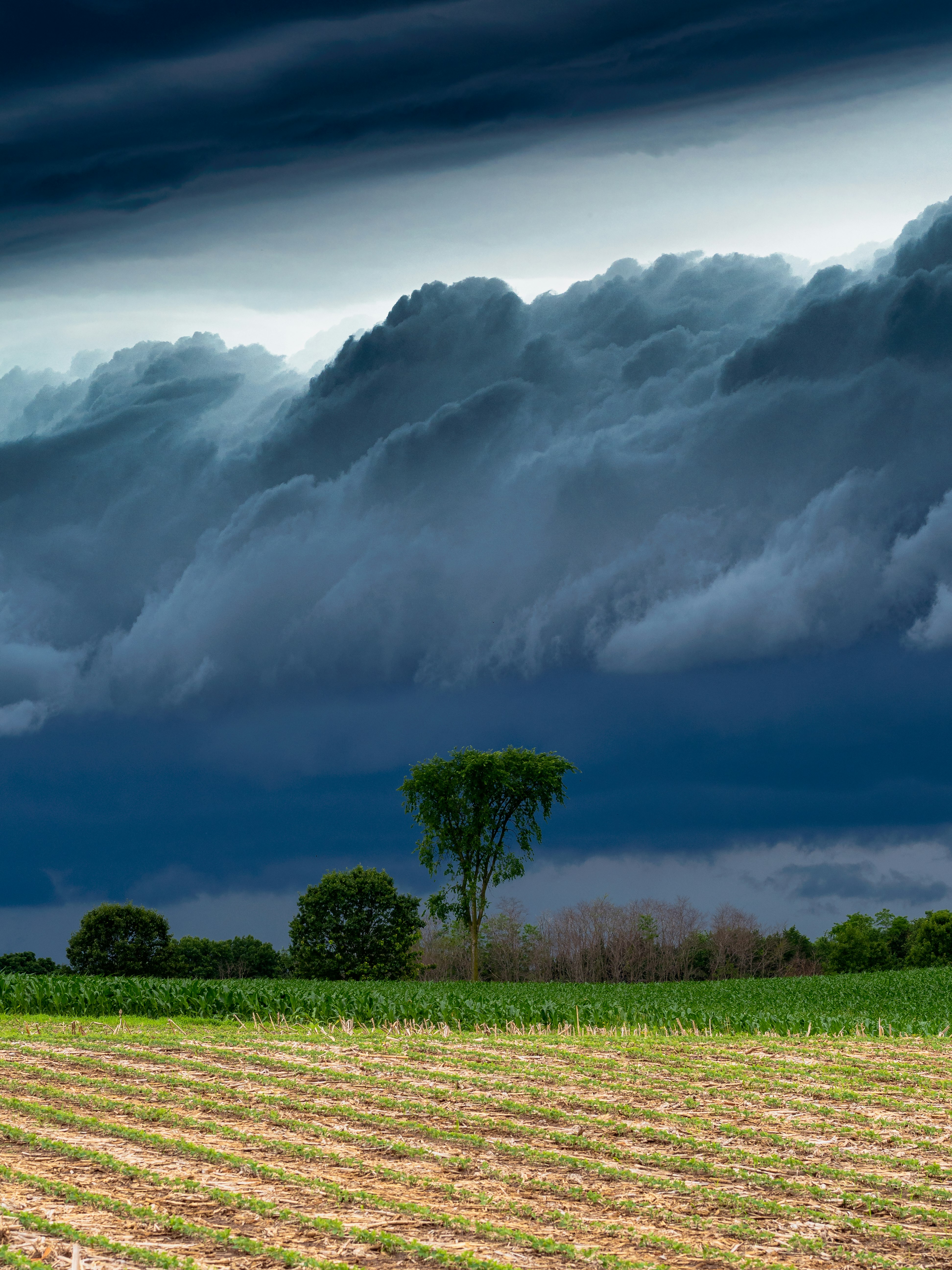 green grass under white clouds